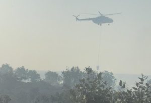 Mardin’de orman yangını kontrol altına alındı