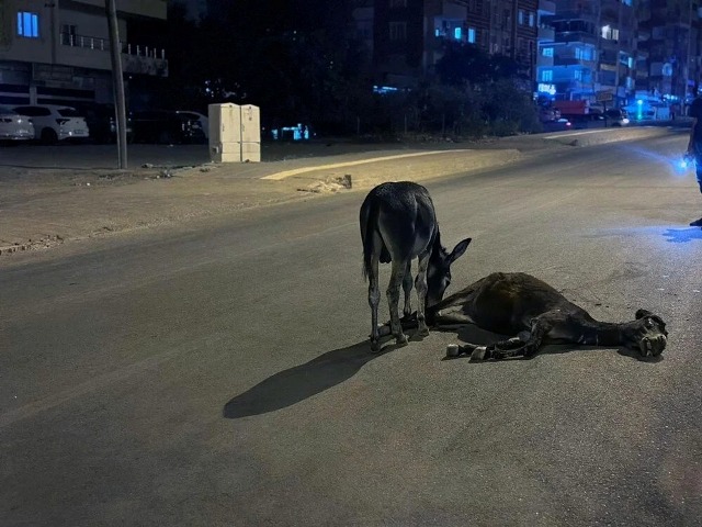 Annesine Son Veda: Mardin’de Eşeğin Yavrusu Yürek Burktu